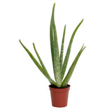 Aloe vera – természetes gélnövény cserépben, 15–25 cm