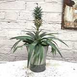 Ananas Tropical cu Fruct Mi Amigo, 40 cm, planta exotica decorativa, usor de ingrijit