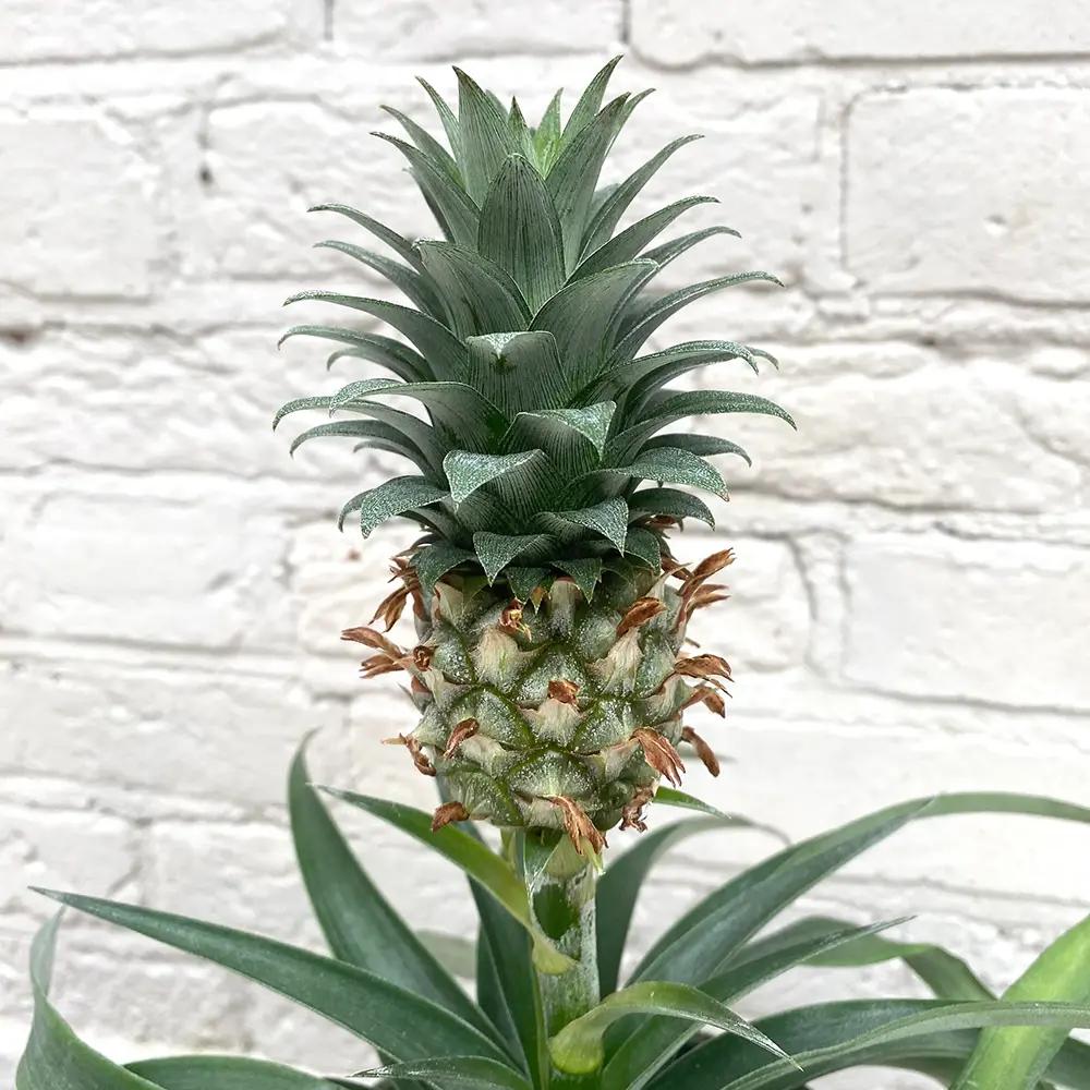 Ananas Tropical cu Fruct Mi Amigo, 40 cm, planta exotica decorativa, usor de ingrijit