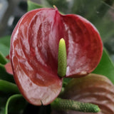 Flamingóvirág 'Adios Chocolate' – csokoládébarna, szív alakú virágokkal – 50 cm