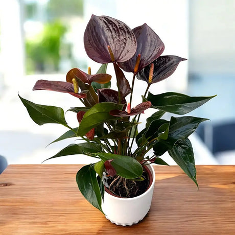 Flamingóvirág 'Adios Chocolate' – csokoládébarna, szív alakú virágokkal – 50 cm