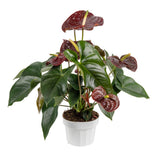 Flamingóvirág 'Adios Chocolate' – csokoládébarna, szív alakú virágokkal – 50 cm