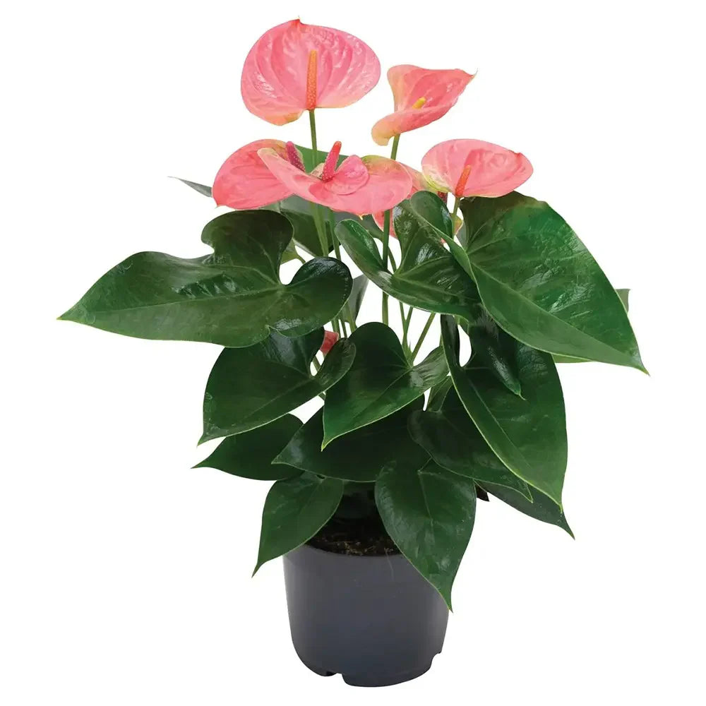 Flamingóvirág 'Adios Pink' – élénk rózsaszín, szív alakú virágú szobanövény – 55 cm