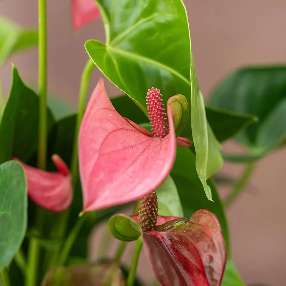 Flamingóvirág 'Adios Pink' – élénk rózsaszín, szív alakú virágú szobanövény – 55 cm