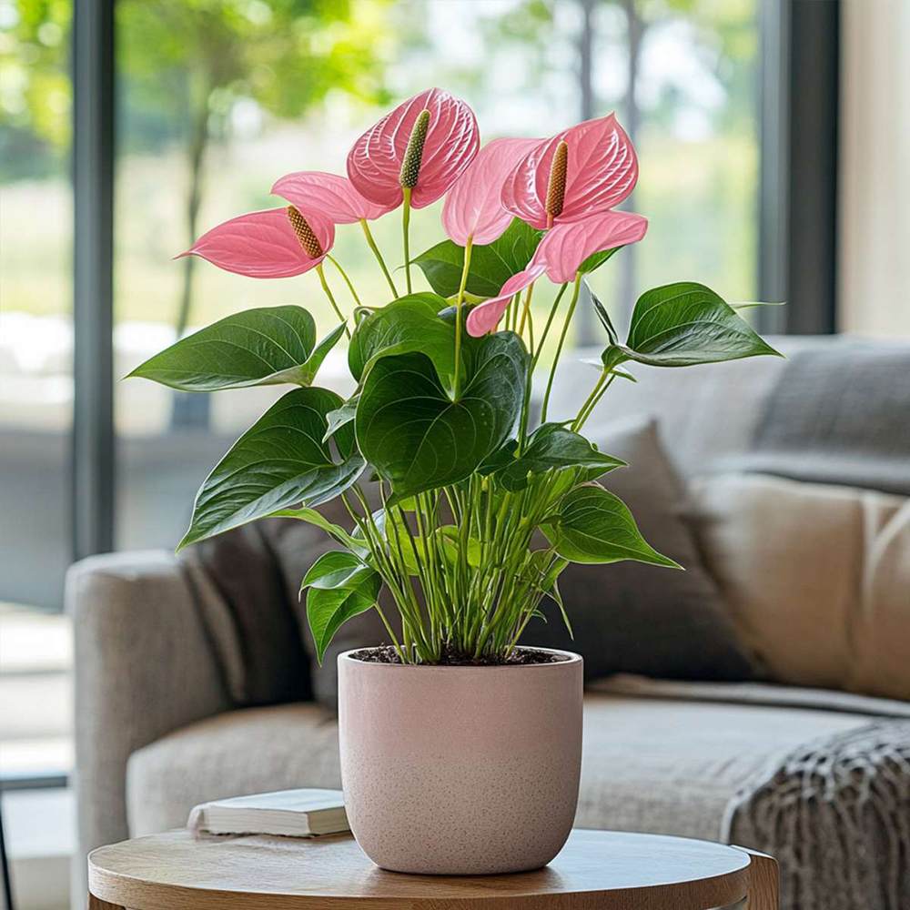 Flamingóvirág 'Adios Pink' – élénk rózsaszín, szív alakú virágú szobanövény – 55 cm