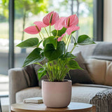 Flamingóvirág 'Adios Pink' – élénk rózsaszín, szív alakú virágú szobanövény – 55 cm