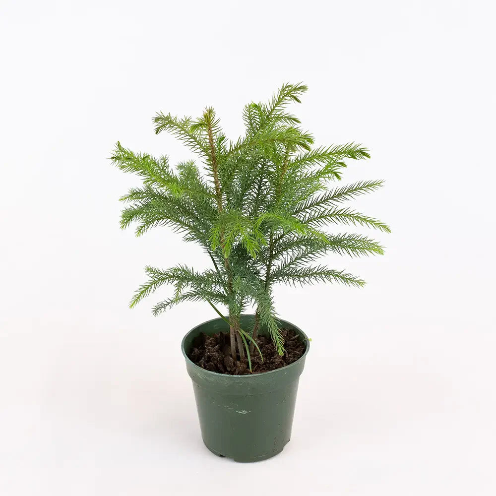 Brad de Camera Norfolk (Araucaria Heterophylla), 35 cm, cadou ideal de interior, vesnic verde, usor de ingrijit, perfect pentru verandele luminoase si neincalzite