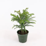 Brad de Camera Norfolk (Araucaria Heterophylla), 35 cm, cadou ideal de interior, vesnic verde, usor de ingrijit, perfect pentru verandele luminoase si neincalzite