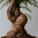 Araucaria Cunninghamii Bonsai, 40 cm, eleganta unui conifer tropical in miniatura