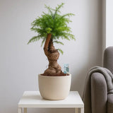 Araucaria Cunninghamii Bonsai, 40 cm, eleganta unui conifer tropical in miniatura