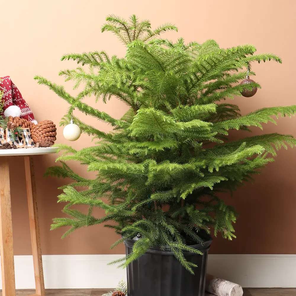 Brad de Camera Norfolk (Araucaria Heterophylla), 35 cm, cadou ideal de interior, vesnic verde, usor de ingrijit, perfect pentru verandele luminoase si neincalzite