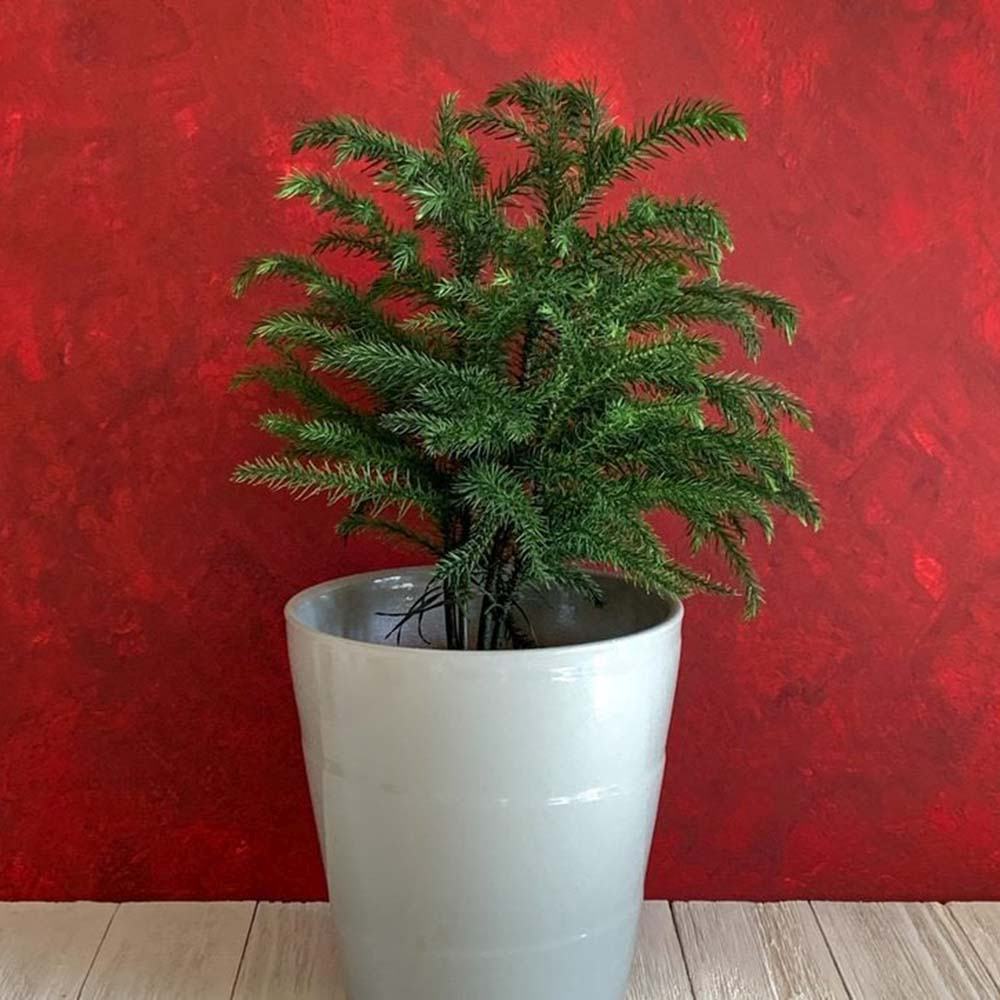 Brad de Camera Norfolk (Araucaria Heterophylla), 35 cm, cadou ideal de interior, vesnic verde, usor de ingrijit, perfect pentru verandele luminoase si neincalzite