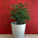 Brad de Camera Norfolk (Araucaria Heterophylla), 35 cm, cadou ideal de interior, vesnic verde, usor de ingrijit, perfect pentru verandele luminoase si neincalzite