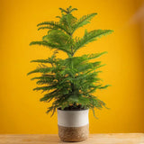 Brad de Camera Norfolk (Araucaria Heterophylla), 35 cm, cadou ideal de interior, vesnic verde, usor de ingrijit, perfect pentru verandele luminoase si neincalzite