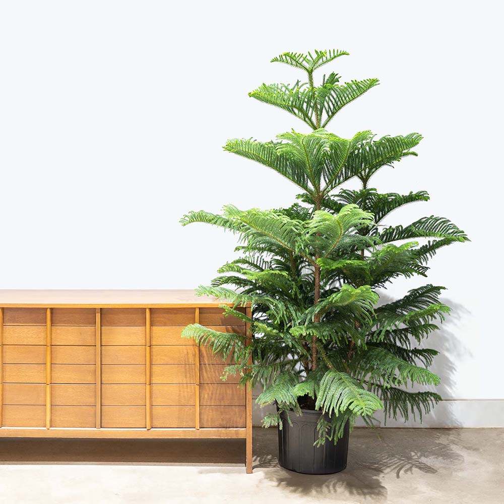 Brad de Camera Norfolk (Araucaria Heterophylla), 35 cm, cadou ideal de interior, vesnic verde, usor de ingrijit, perfect pentru verandele luminoase si neincalzite