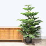Brad de Camera Norfolk (Araucaria Heterophylla), 35 cm, cadou ideal de interior, vesnic verde, usor de ingrijit, perfect pentru verandele luminoase si neincalzite