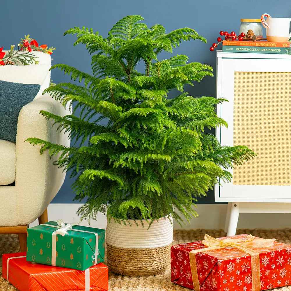 Brad de Camera Norfolk (Araucaria Heterophylla), 35 cm, cadou ideal de interior, vesnic verde, usor de ingrijit, perfect pentru verandele luminoase si neincalzite
