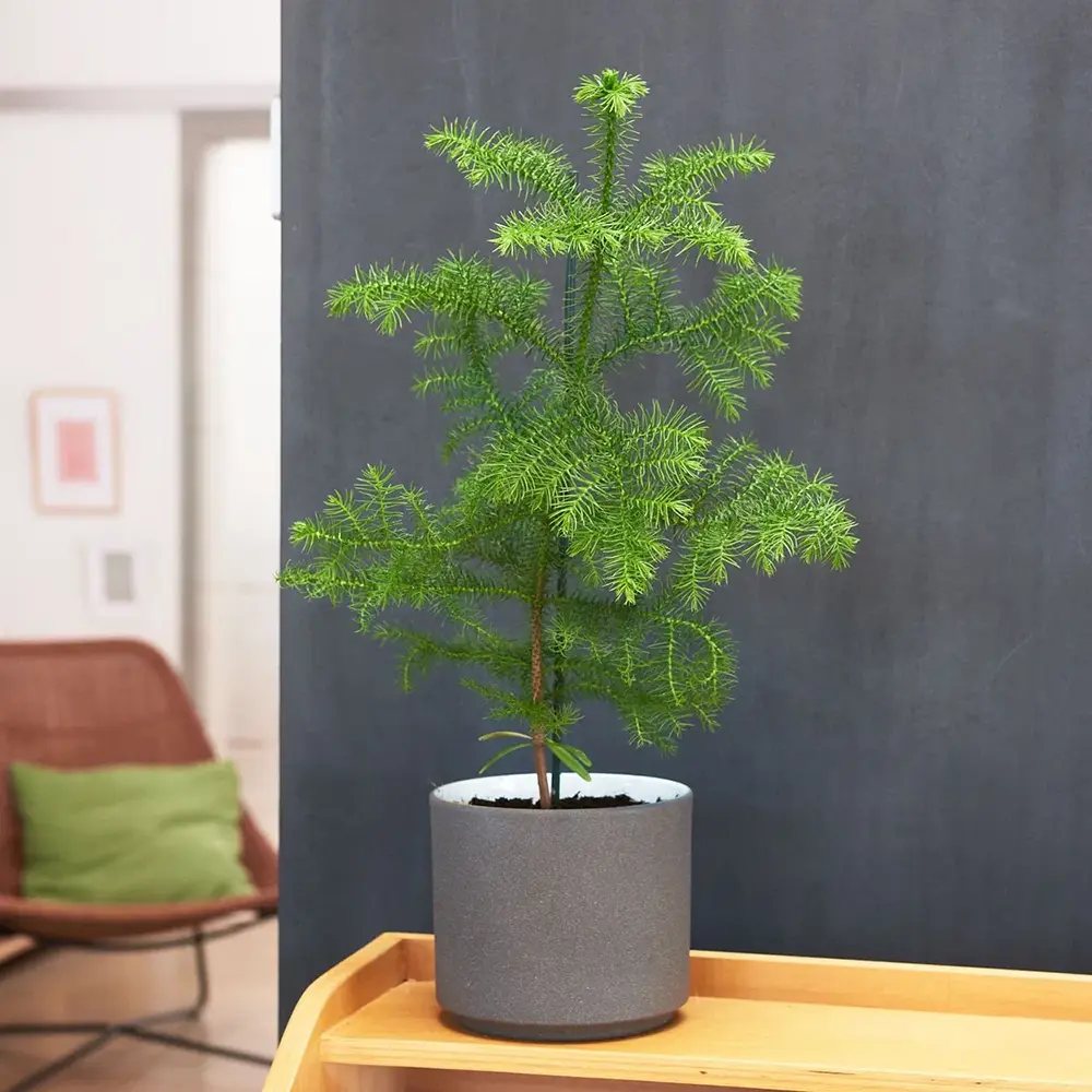 Brad de Camera Norfolk (Araucaria Heterophylla), 35 cm, cadou ideal de interior, vesnic verde, usor de ingrijit, perfect pentru verandele luminoase si neincalzite