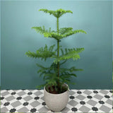 Brad de Camera Norfolk (Araucaria Heterophylla), 35 cm, cadou ideal de interior, vesnic verde, usor de ingrijit, perfect pentru verandele luminoase si neincalzite