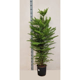 Brad de Camera Norfolk (Araucaria Heterophylla), 160-170 cm, cadou decorativ de interior, vesnic verde, usor de ingrijit, perfect pentru verandele luminoase si neincalzite