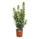 Arborele de capsuni (Arbutus Unedo), fructe dulci rosii, an 3 pe rod