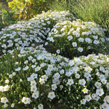 Arenaria montana planta perena taratoare, decorativa cu flori albe rezistenta la frig