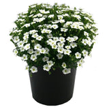 Arenaria montana planta perena taratoare, decorativa cu flori albe rezistenta la frig