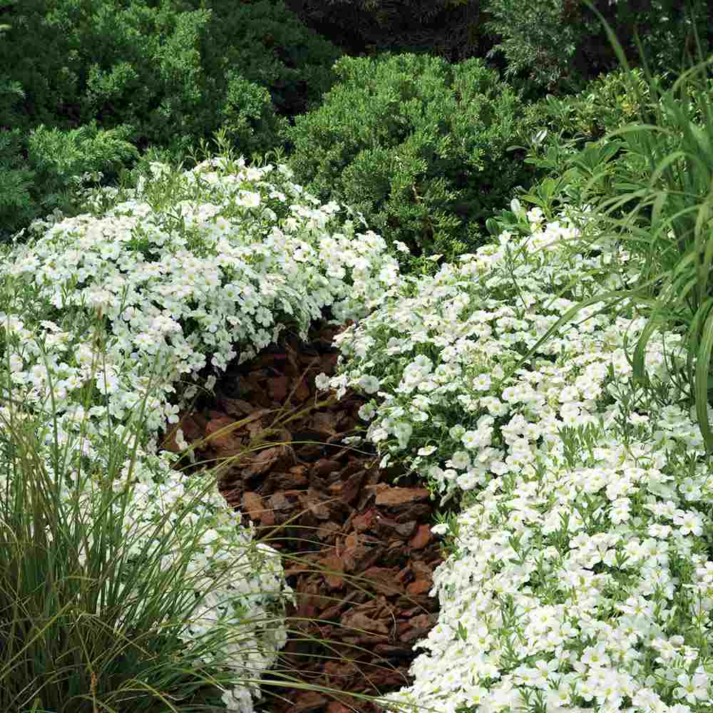 Arenaria montana planta perena taratoare, decorativa cu flori albe rezistenta la frig