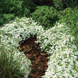 Arenaria montana planta perena taratoare, decorativa cu flori albe rezistenta la frig