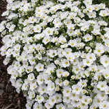Arenaria montana planta perena taratoare, decorativa cu flori albe rezistenta la frig