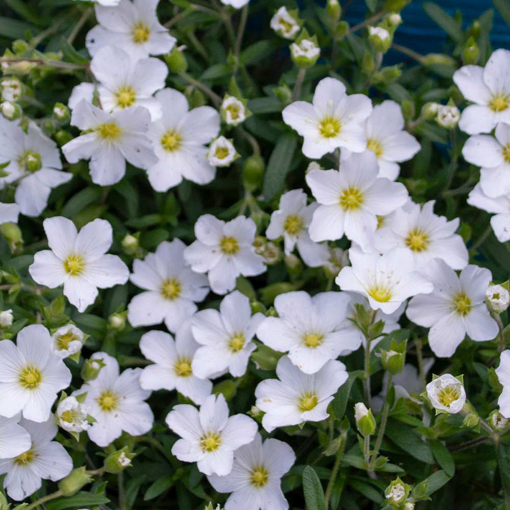 Arenaria montana planta perena taratoare, decorativa cu flori albe rezistenta la frig