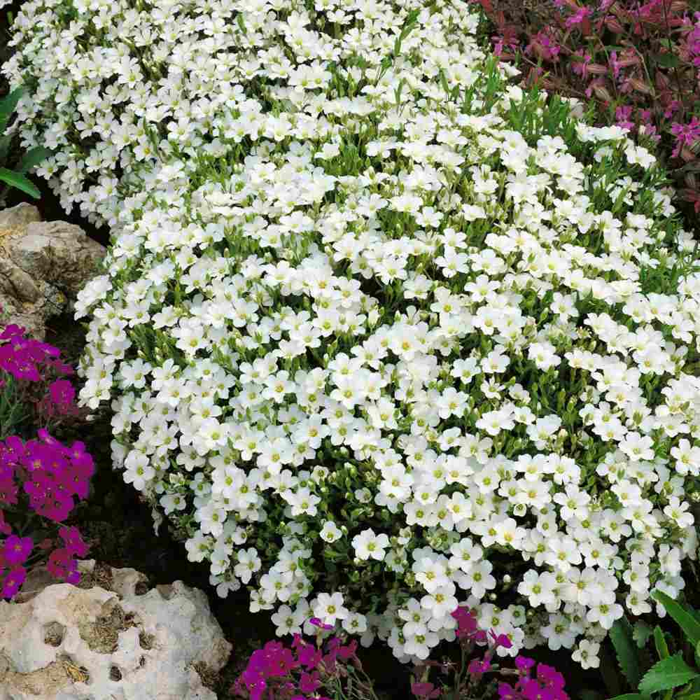 Arenaria montana planta perena taratoare, decorativa cu flori albe rezistenta la frig