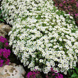 Arenaria montana planta perena taratoare, decorativa cu flori albe rezistenta la frig