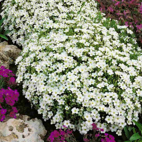 Arenaria montana planta perena taratoare, decorativa cu flori albe rezistenta la frig