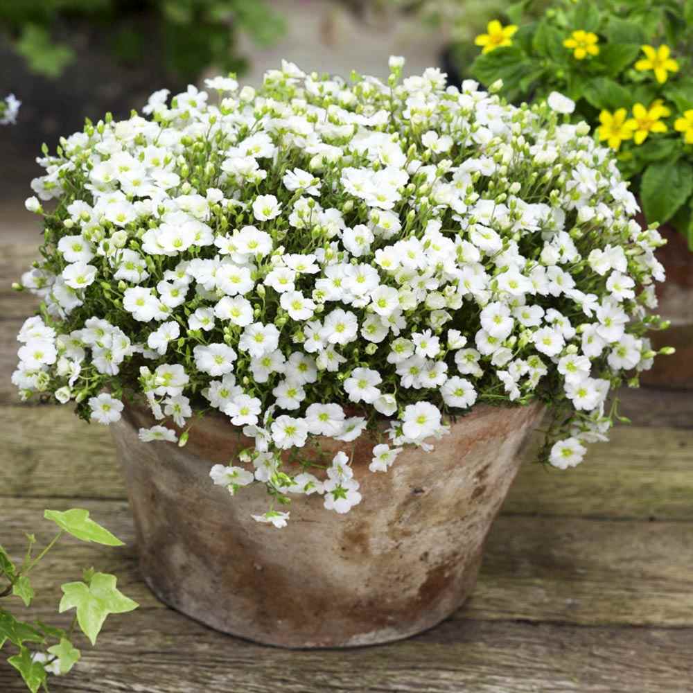 Arenaria montana planta perena taratoare, decorativa cu flori albe rezistenta la frig