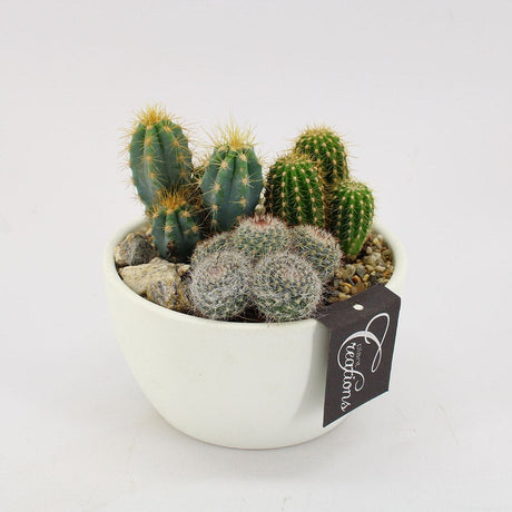 Aranjament Cactusi cu Ghiveci Alb, decor exotic de interior, cadou corporate sau cadou pentru cei dragi