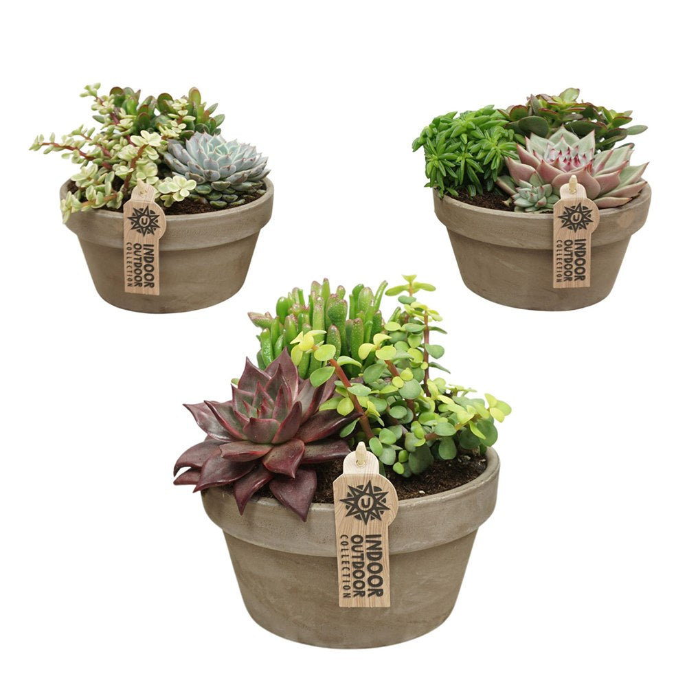 Aranjament suculente, 20 cm, plante de interior rezistente, la ghiveci, de decor casa, cadou pentru cei dragi, cadou corporate