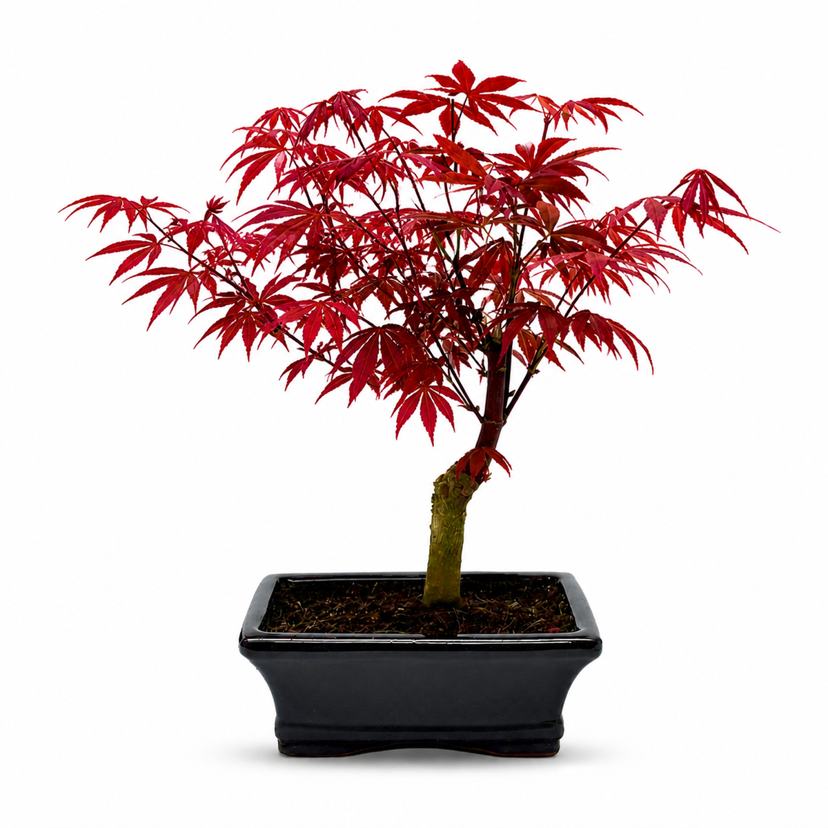 Japán juhar bonsai 'Atropurpureum' – intenzív vörös lombozat, 35 cm