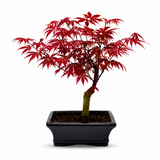 Japán juhar bonsai 'Atropurpureum' – intenzív vörös lombozat, 35 cm