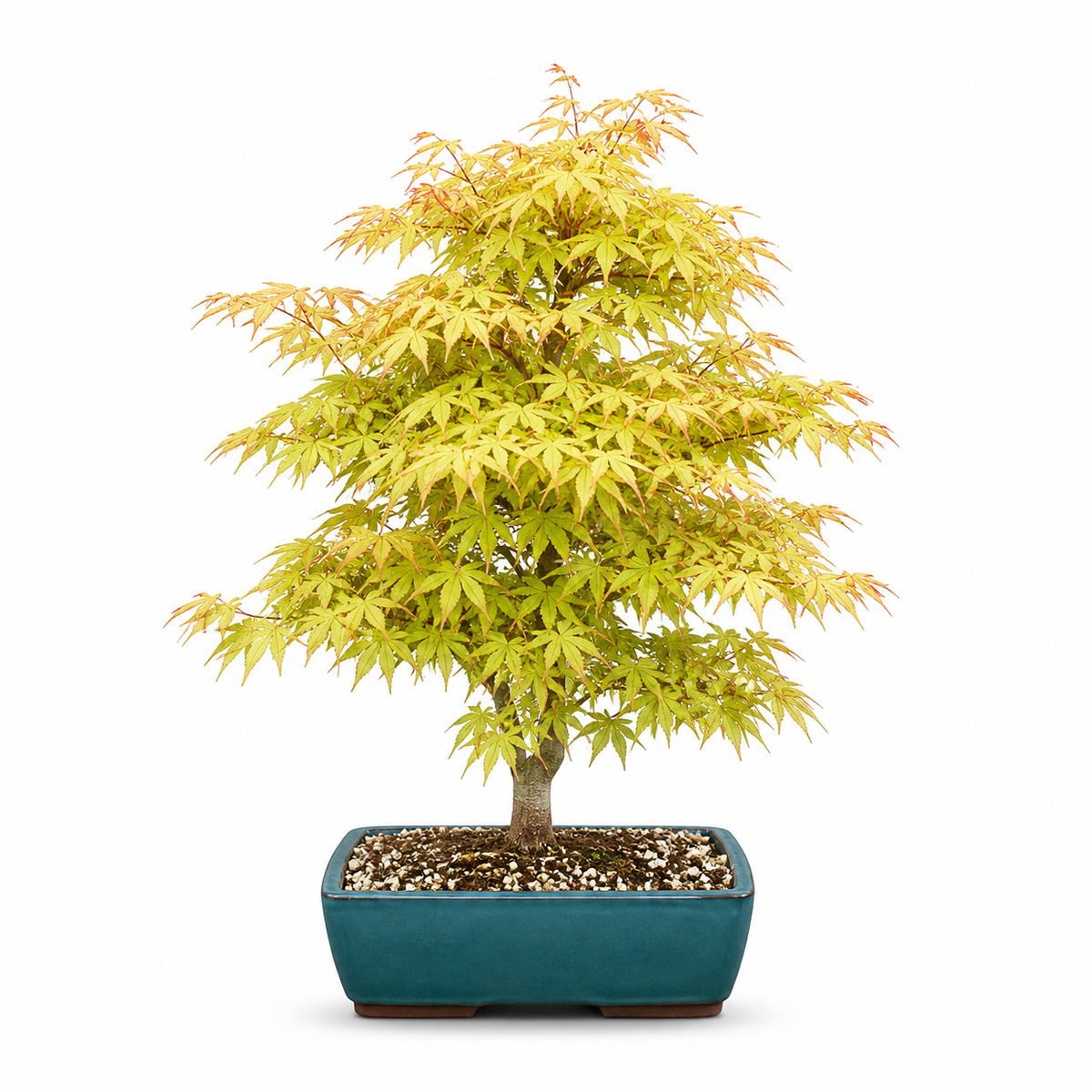 Japán juhar bonsai 'Katsura' – karamell-narancs őszi lombozattal