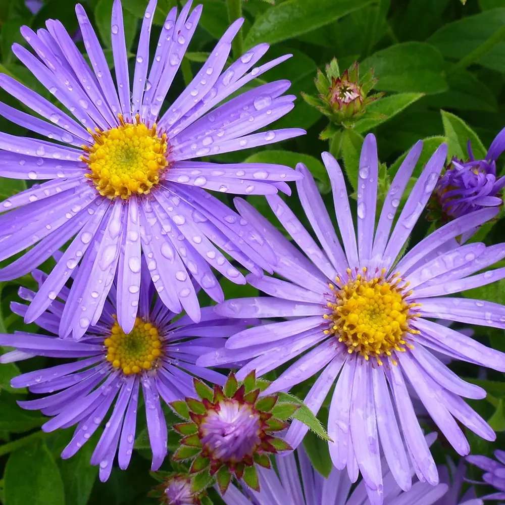 Őszi csillagvirág (Aster) 'Mönch' – ibolya-kék virágok, július–októberi virágzás
