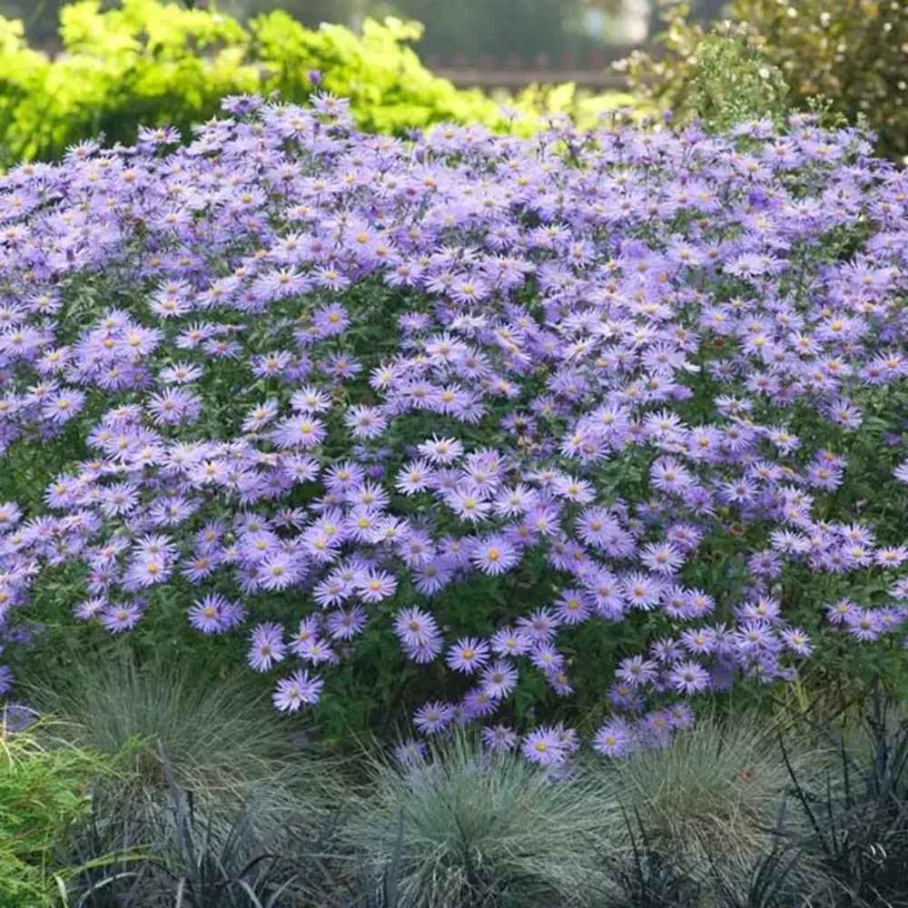 Őszi csillagvirág (Aster) 'Mönch' – ibolya-kék virágok, július–októberi virágzás