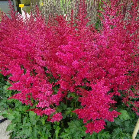 Astilbe Heavy Metal, planta perena umbra, flori roz spectaculoase