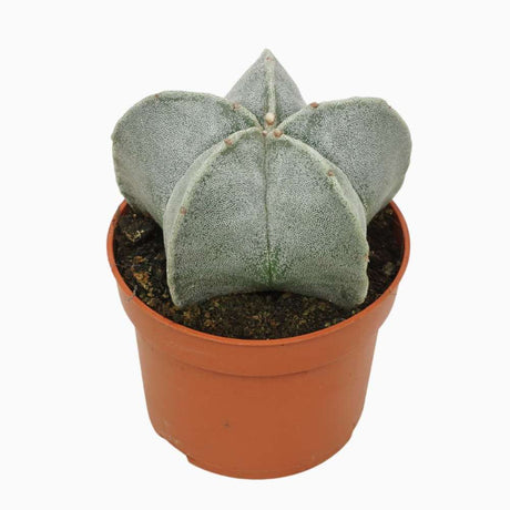 Cactus Boneta episcopului (Astrophytum myriostigma), cactus decorativ de interior cu flori galbene, crestere lenta - 20 cm