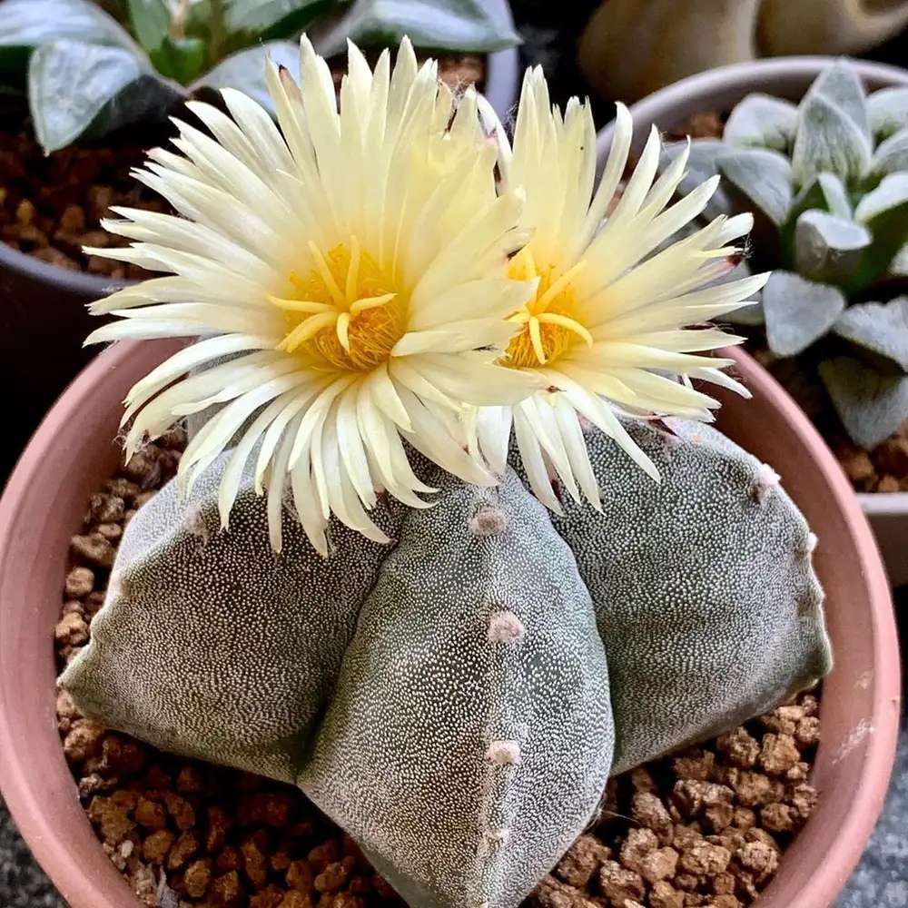 Cactus Boneta episcopului (Astrophytum myriostigma), cactus decorativ de interior cu flori galbene, crestere lenta - 20 cm