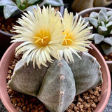 Cactus Boneta episcopului (Astrophytum myriostigma), cactus decorativ de interior cu flori galbene, crestere lenta - 20 cm