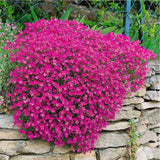 Aubrieta 'Axcent Dark Red' – sötétvörös virágú tavaszi évelő sziklakerti növény