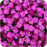 Aubrieta 'Axcent Dark Red' – sötétvörös virágú tavaszi évelő sziklakerti növény