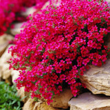 Aubrieta 'Axcent Dark Red' – sötétvörös virágú tavaszi évelő sziklakerti növény