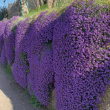 Kerti pázsitviola ‘Axcent Lilac’, természetes terjedésű, lila virágokkal, sziklakertekbe, tavaszi évelő talajtakaró, fagytűrő